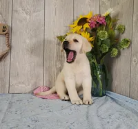 Alabaster, a female Labrador Retriever for sale in Hillsboro, WI – 3 of 6