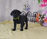 Candy Apple, a female Labrador Retriever for sale in Hillsboro, WI – 3 of 6