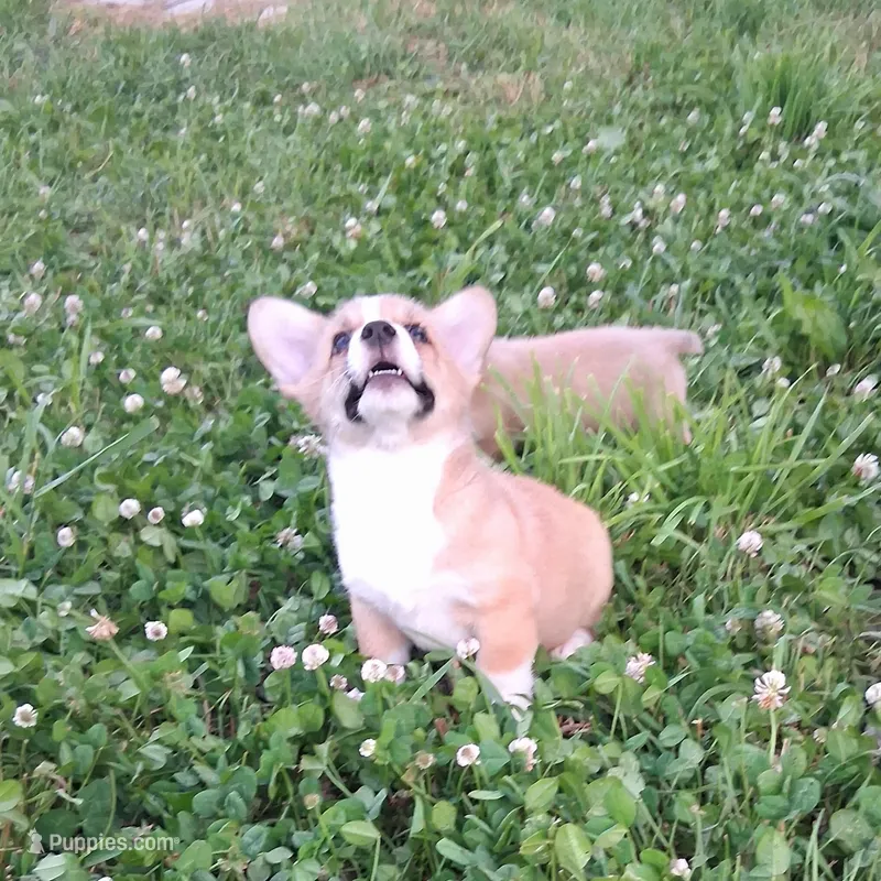 Robin – Pembroke Welsh Corgi puppy for sale in Hillsboro, WI
