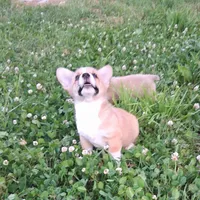 Robin, a male Pembroke Welsh Corgi for sale in Hillsboro, WI – 7 of 8