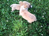 Robin, a male Pembroke Welsh Corgi for sale in Hillsboro, WI – 6 of 8