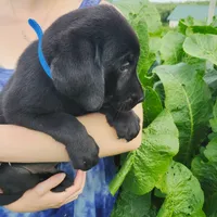 Carter, a male Labrador Retriever for sale in Hillsboro, WI – 6 of 6