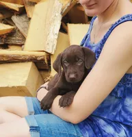 Marigold, a female Labrador Retriever for sale in Hillsboro, WI – 3 of 3