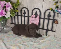 Peony, a female Labrador Retriever for sale in Hillsboro, WI – 2 of 5