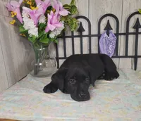 Teddy, a male Labrador Retriever for sale in Hillsboro, WI – 2 of 5