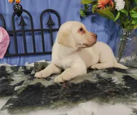 Starwberry, a female Labrador Retriever for sale in Hillsboro, WI – Photo 5 of 5