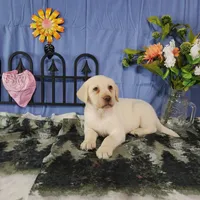 Starwberry, a female Labrador Retriever for sale in Hillsboro, WI – Photo 4 of 5