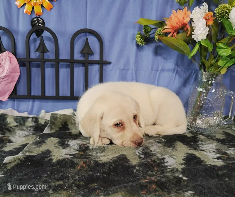 Starwberry – Labrador Retriever puppy for sale in Hillsboro, WI
