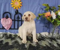 Starwberry, a female Labrador Retriever for sale in Hillsboro, WI – Photo 3 of 5
