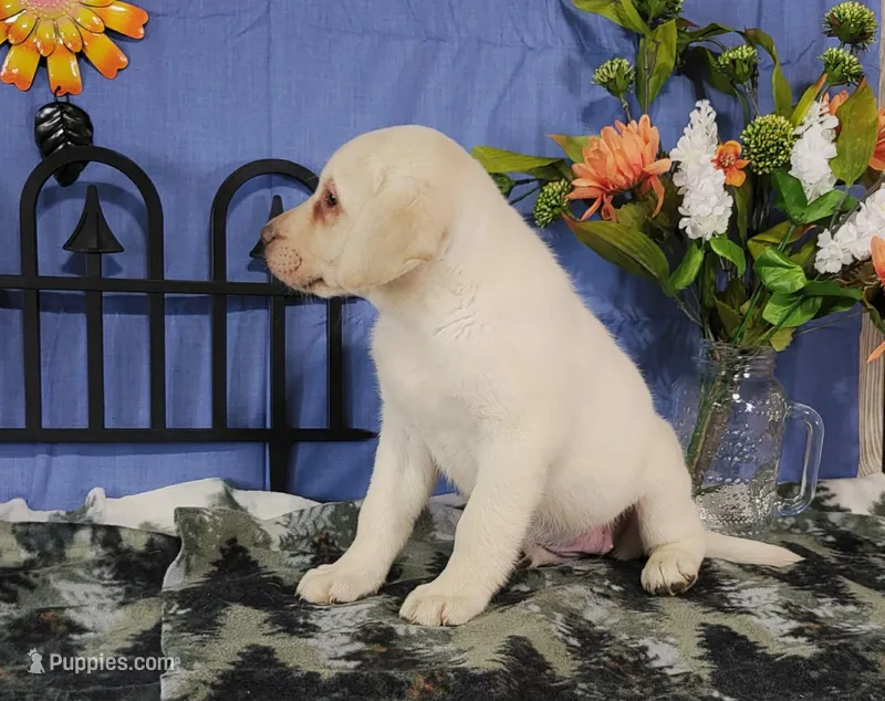 Starwberry – Labrador Retriever puppy for sale in Hillsboro, WI