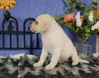 Starwberry, a female Labrador Retriever for sale in Hillsboro, WI – Photo 2 of 5