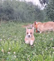 Robin, a male Pembroke Welsh Corgi for sale in Hillsboro, WI – 3 of 8