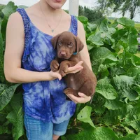 Cooper, a male Labrador Retriever for sale in Hillsboro, WI – 3 of 6