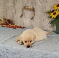 Ivory, a female Labrador Retriever for sale in Hillsboro, WI – 2 of 6