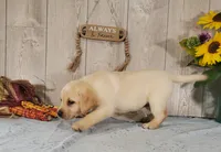 Champagne , a female Labrador Retriever for sale in Hillsboro, WI – 5 of 6