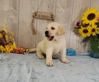 Davie, a male Labrador Retriever for sale in Hillsboro, WI – 6 of 7