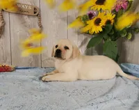 Butter, a female Labrador Retriever for sale in Hillsboro, WI – 2 of 7