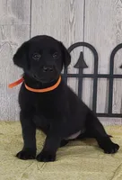 Pumpkin, a female Labrador Retriever for sale in Hillsboro, WI – 2 of 5