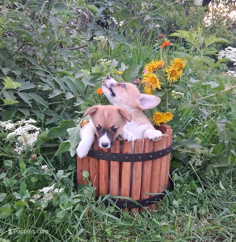 Batman – Pembroke Welsh Corgi puppy for sale in Hillsboro, WI