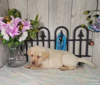 Brewer, a male Labrador Retriever for sale in Hillsboro, WI – 4 of 5
