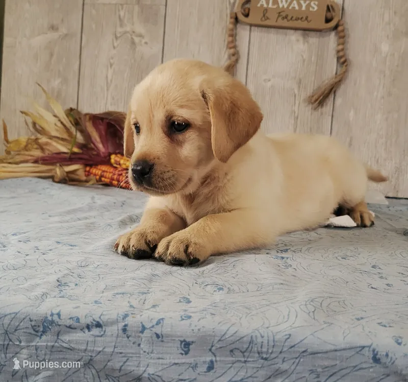 Champagne  – Labrador Retriever puppy for sale in Hillsboro, WI