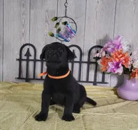 Pumpkin, a female Labrador Retriever for sale in Hillsboro, WI – 3 of 5
