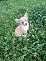 Robin, a male Pembroke Welsh Corgi for sale in Hillsboro, WI – 5 of 8