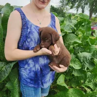 Cooper, a male Labrador Retriever for sale in Hillsboro, WI – 2 of 6