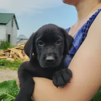 David, a male Labrador Retriever for sale in Hillsboro, WI – 5 of 5