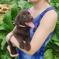 Hibiscus, a female Labrador Retriever for sale in Hillsboro, WI – 4 of 5