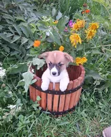 Batman, a male Pembroke Welsh Corgi for sale in Hillsboro, WI – 2 of 8