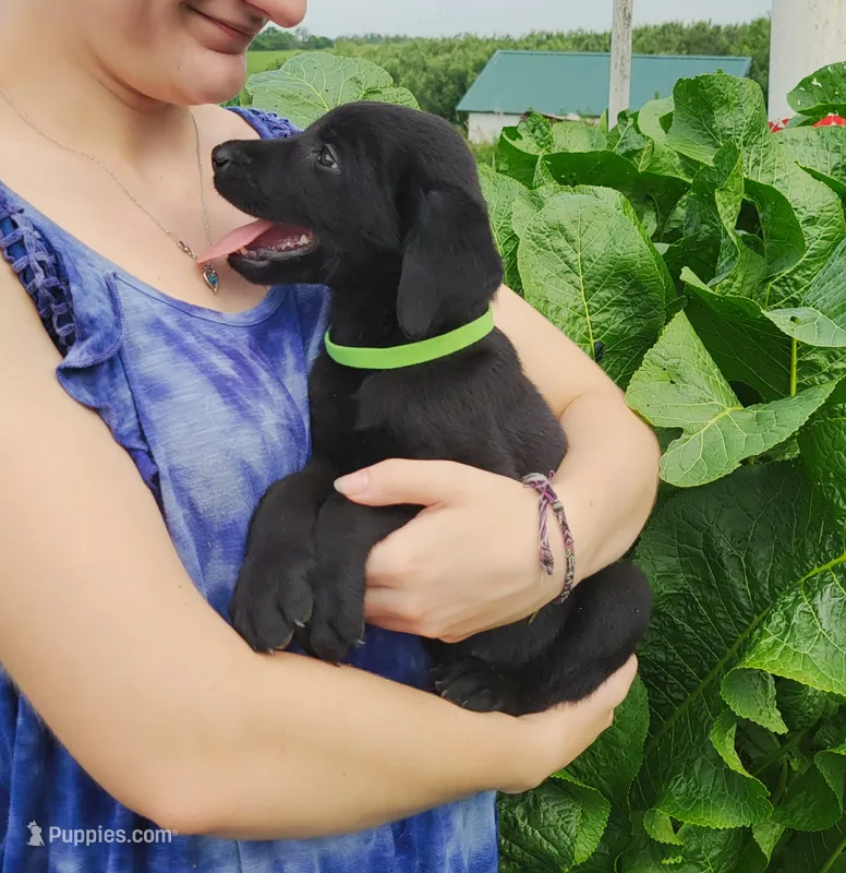 Miles – Labrador Retriever puppy for sale in Hillsboro, WI