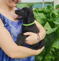 Miles, a male Labrador Retriever for sale in Hillsboro, WI – 1 of 6