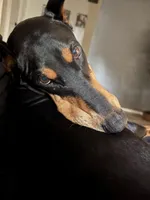 Couch queen seeking new couch, a female Doberman Pinscher for sale in Pensacola, FL – Photo 2 of 3