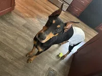 Couch queen seeking new couch, a female Doberman Pinscher for sale in Pensacola, FL – Photo 3 of 3