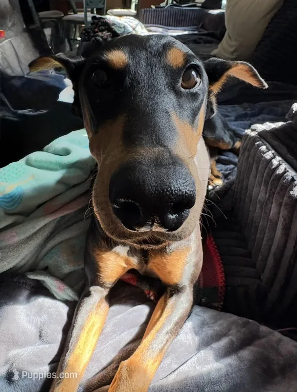 Couch queen seeking new couch