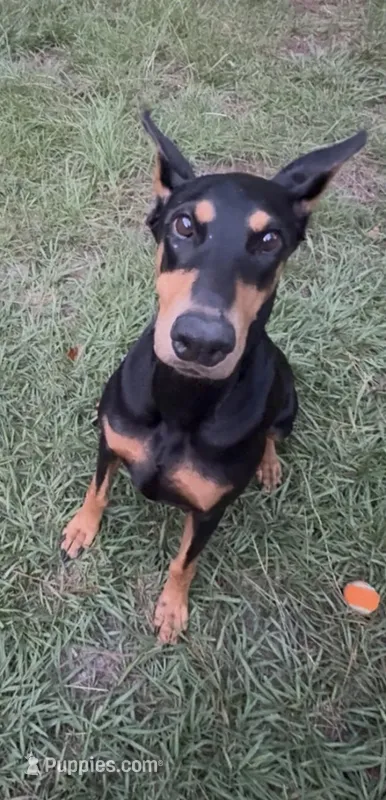 big momma – Doberman Pinscher puppy for sale in Pensacola, FL
