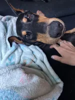 big momma, a female Doberman Pinscher for sale in Pensacola, FL – Photo 3 of 3