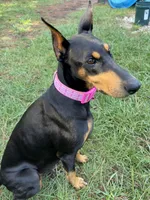 big momma, a female Doberman Pinscher for sale in Pensacola, FL – Photo 2 of 3