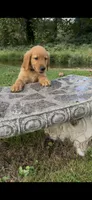 AKC Blue Collar Boy, a male Golden Retriever for sale in Vilas, NC – 3 of 6