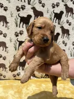 AKC Blue Collar Boy, a male Golden Retriever for sale in Vilas, NC – 3 of 3