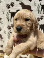 AKC Hot Pink collar Girl, a female Golden Retriever for sale in Vilas, NC – 4 of 4
