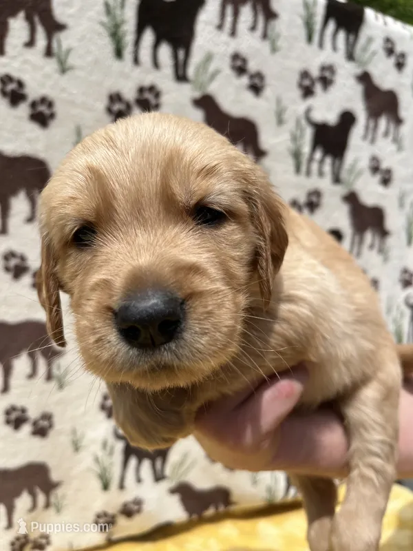 AKC Light Pink collar Girl – Golden Retriever puppy for sale in Vilas, NC