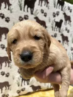 AKC Light Pink collar Girl, a female Golden Retriever for sale in Vilas, NC – 3 of 4