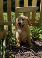AKC Light Blue Collar Girl, a female Golden Retriever for sale in Vilas, NC – 2 of 7