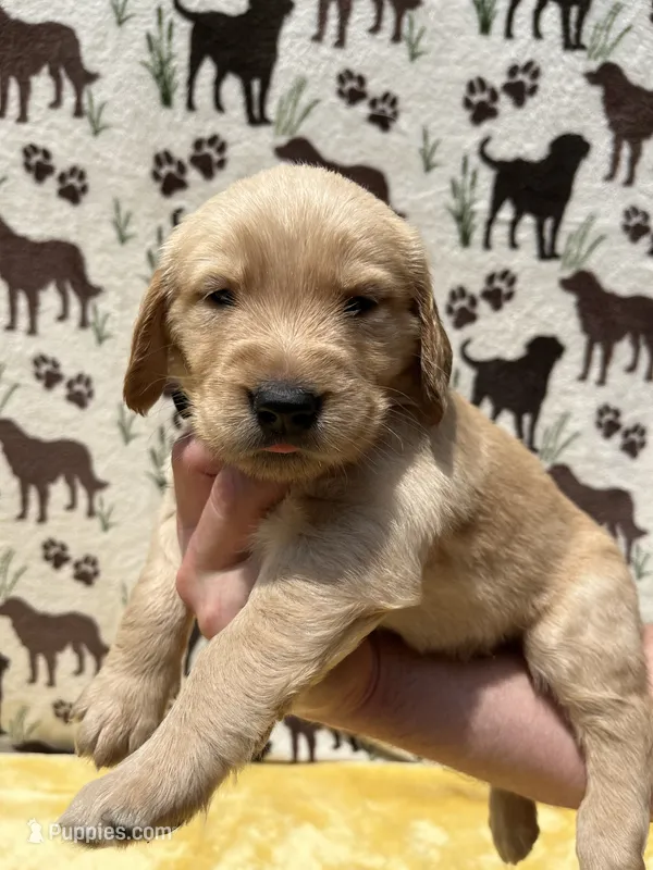 AKC Black collar Boy – Golden Retriever puppy for sale in Vilas, NC