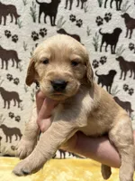 AKC Black collar Boy, a male Golden Retriever for sale in Vilas, NC – 1 of 5