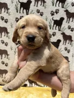 AKC Black collar Boy, a male Golden Retriever for sale in Vilas, NC – 2 of 5