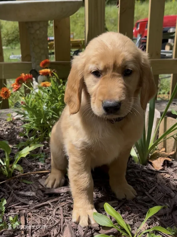 AKC Dark Purple collar Girl – Golden Retriever puppy for sale in Vilas, NC