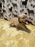AKC Black collar Boy, a male Golden Retriever for sale in Vilas, NC – 5 of 5